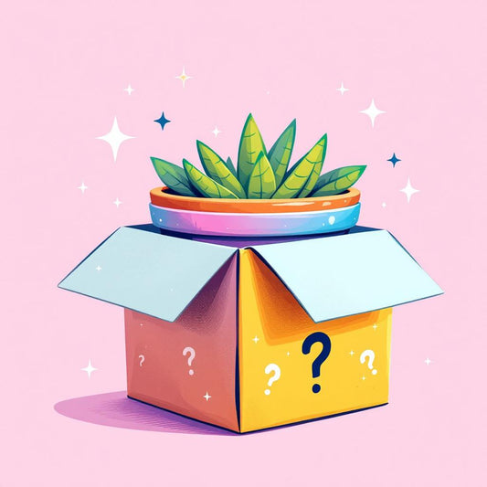 Pot Mystère : pot en terre cuite personnalisé surprise [Cadeau surprise / cadeau mystère / cadeau personnalisé ]